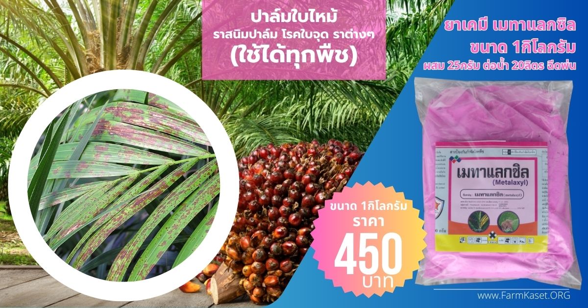 ปาล์มใบไหม้ โรคใบจุดปาล์ม